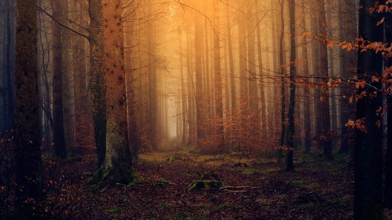 Magical Forest Ceremonies