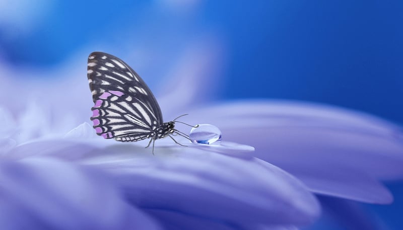 Fairy Tale Image